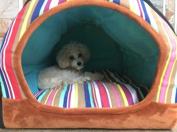 貴賓犬
