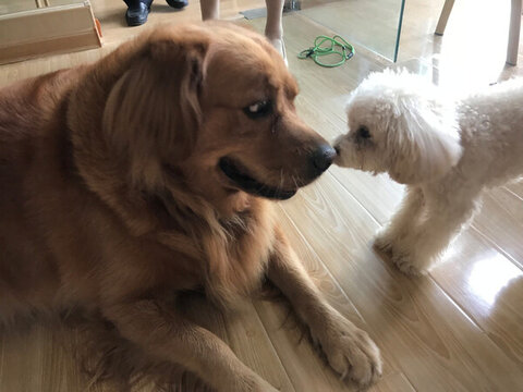 寵物犬