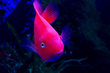 可愛(ài)的鸚鵡魚(yú)