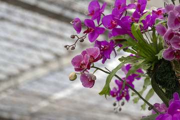 蘭花造型