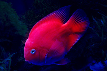 優(yōu)雅的鸚鵡魚