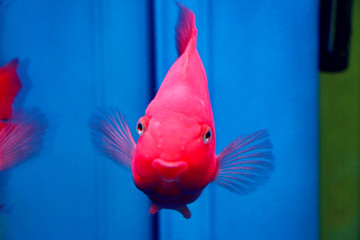 優(yōu)雅的鸚鵡魚