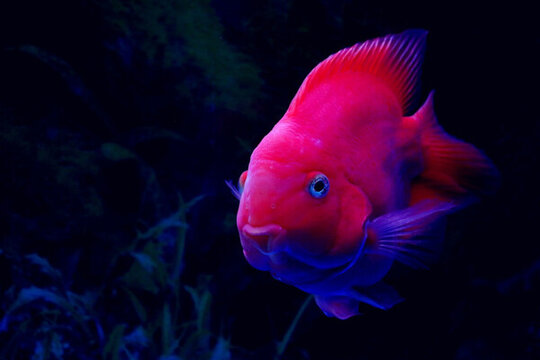 可愛的鸚鵡魚