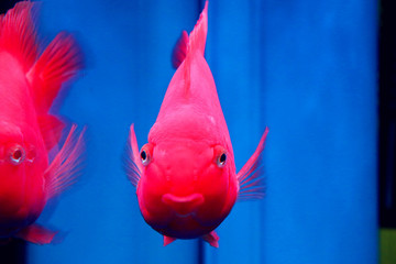 淘氣的鸚鵡魚