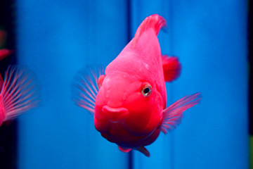 優(yōu)雅的鸚鵡魚