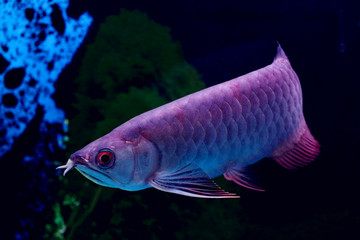淡定從容的龍魚