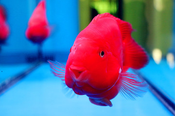 淘氣的鸚鵡魚(yú)