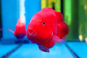 淘氣的鸚鵡魚