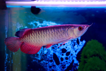 動(dòng)如脫兔的龍魚