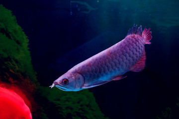 銀龍魚的霸氣