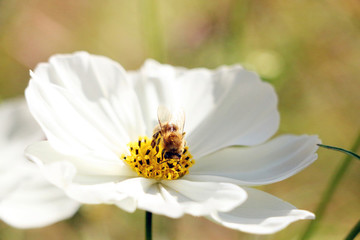 花朵和蜜蜂