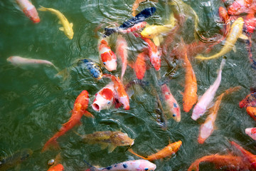 鯉魚池