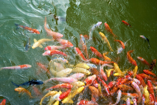 鯉魚池