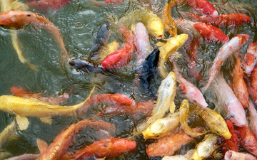 鯉魚池