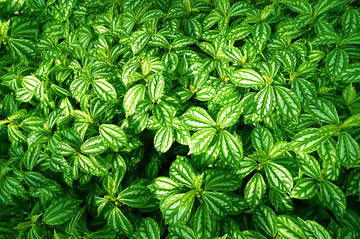 植物墻