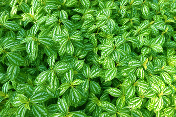 綠植墻