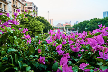 葉子花