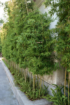 小竹林