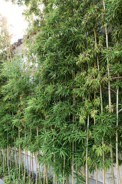 小竹林