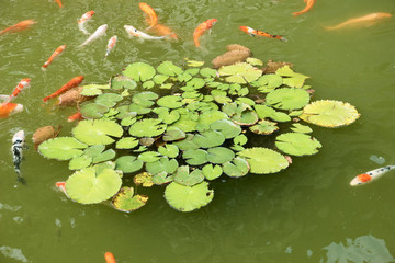 荷花鯉魚池