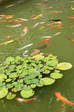 荷花鯉魚池