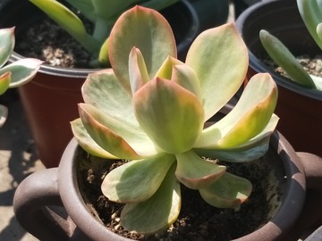 多肉植物