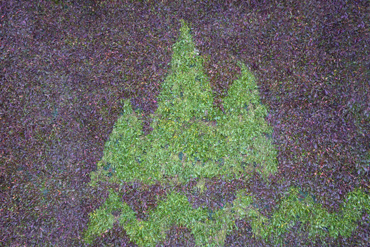綠植墻