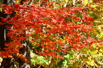 紅葉