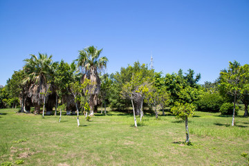 公園草坪