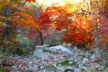 紅葉