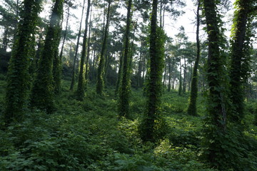 樹林