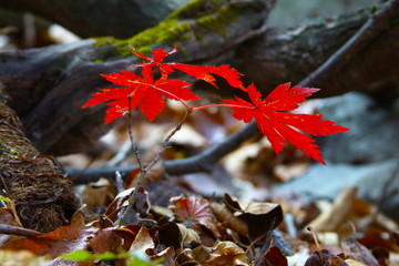 紅葉