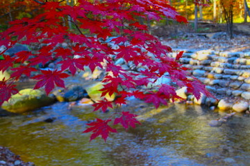 紅葉山泉