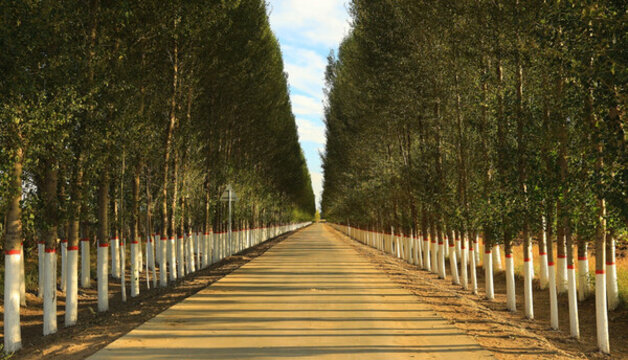 林間道路