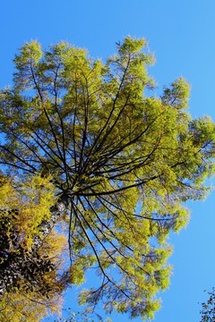 樹(shù)