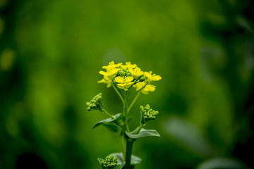 油菜花