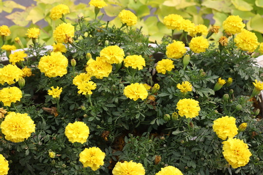 菊花