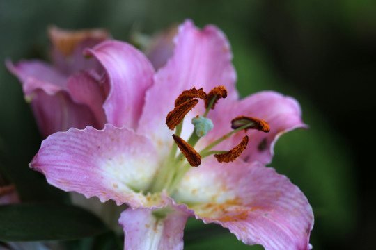 百合花