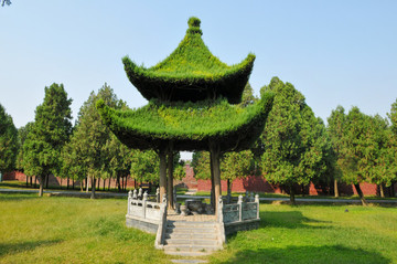 樹木修剪的涼亭