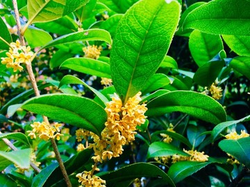 桂花
