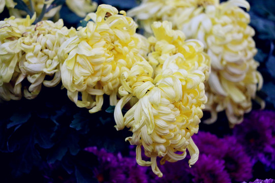 待到重陽(yáng)日還來(lái)就菊花