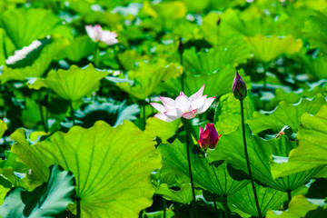 荷花