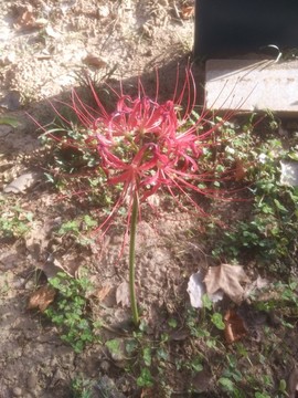 彼岸花一支
