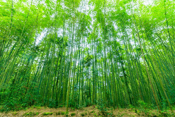 陽光竹林