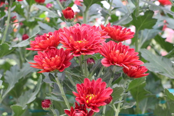 小雛菊花