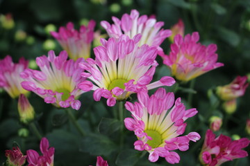小雛菊花