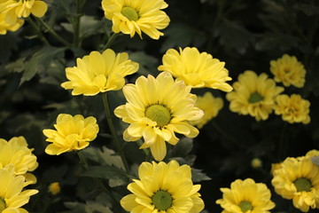 小雛菊花