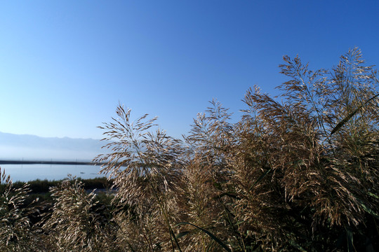 藍(lán)天中的蘆葦蕩