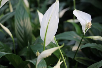 白掌花