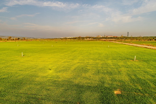 綠化草坪